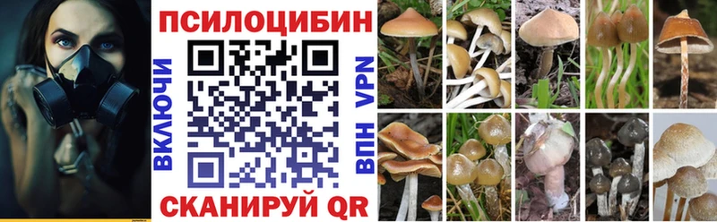 магазин продажи   Высоцк  Псилоцибиновые грибы Psilocybine cubensis 